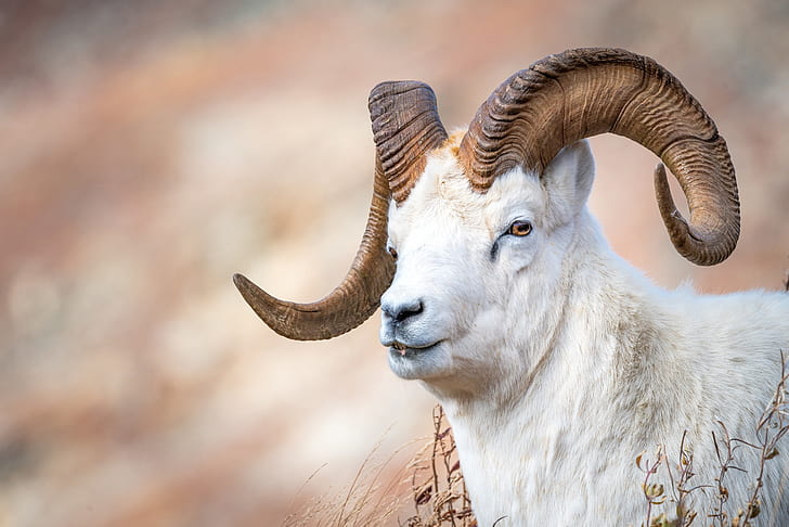 face, horns, bokeh, goat, HD wallpaper