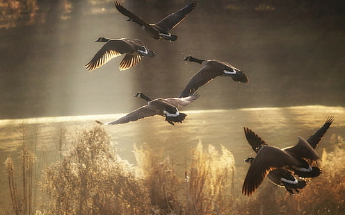 дива природа, слънчева светлина, летене, гъски, птици, HD тапет HD wallpaper
