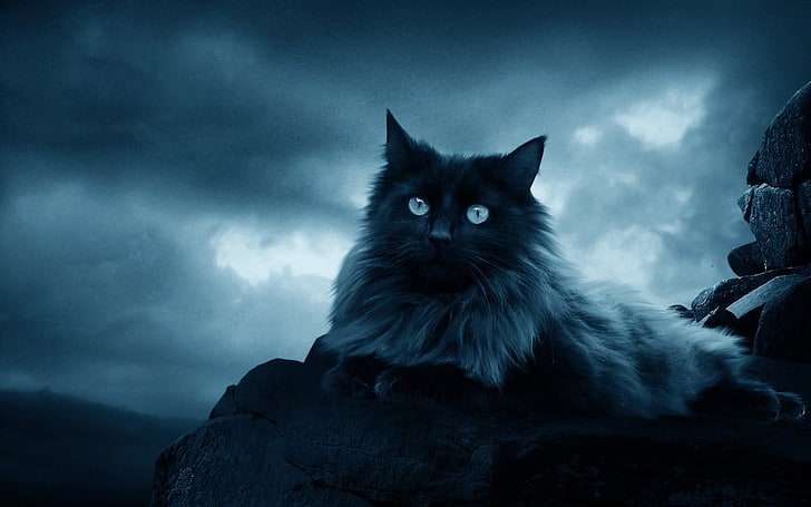 chat à fourrure noir et blanc, chat, animaux, félin, rochers, ciel, nuages, Fond d'écran HD