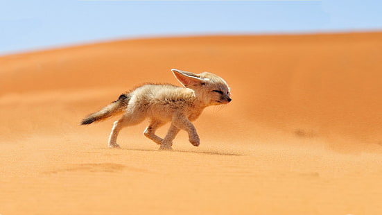 حيوانات ثعلب الصحراء، خلفية HD HD wallpaper