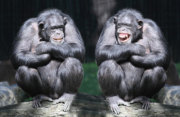 rire, paire, singe, bûche, primates, chimpanzés, Fond d'écran HD