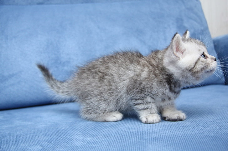 短い髪の灰色の子猫、子猫、猫、かわいい、毛皮のような、 HDデスクトップの壁紙