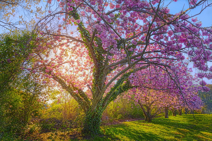 Bunga, Blossom, Cherry Blossom, Pohon Ceri, Musim Semi, Sinar Matahari, Pohon, Wallpaper HD