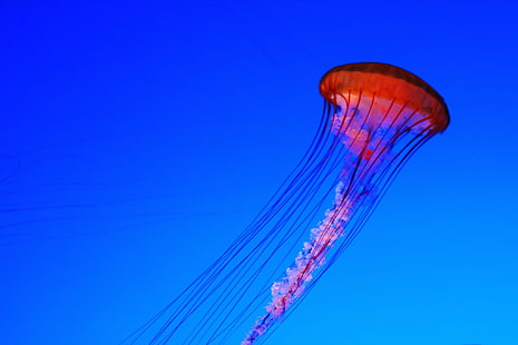 Медузи, медузи, медузи, аквариум в Джорджия, животно, Nikon D80, Атланта, пътуване, f / 1, 8D, аквариум в Джорджия, изследване, медузи, синьо, под вода, море, природа, плуване Животно, пипало, отровно, HD тапет HD wallpaper