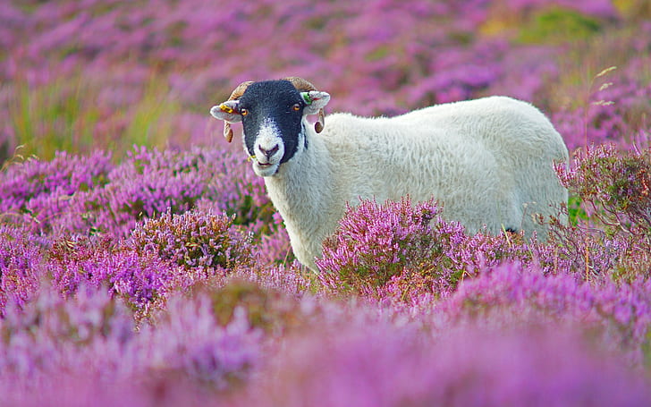 Purple flowers field, cute lamb, Purple, Flowers, Field, Cute, Lamb, HD wallpaper