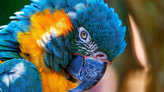macaw, parrot, bird, HD wallpaper HD wallpaper