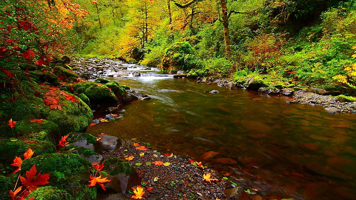 folhas de bordo vermelho, rio, pedras, folhas, outono, HD papel de parede
