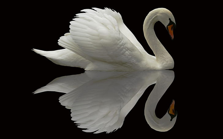 mute swan, HD wallpaper