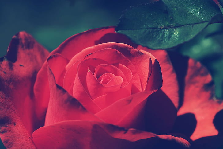 photo en gros plan d'une rose rouge, pour vous, gros plan, photo, rose rouge, délicatesse, nature, beauté, beau, macro, spectacle, ooty, udhagamandalam, tamilnadu, inde, couleur, couleurs, coloré, couleur, vif, lumière, roses, jardin botanique, événement, touriste, tourisme, fantastique, fleur, rose - fleur, pétale, plante, beauté dans la nature, rouge, Fond d'écran HD