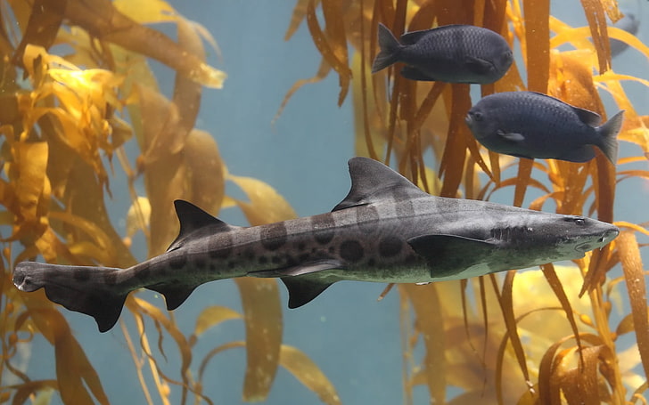 회색과 검은 색 무지개 빛깔 상어, 동물, 상어, 자연, HD 배경 화면