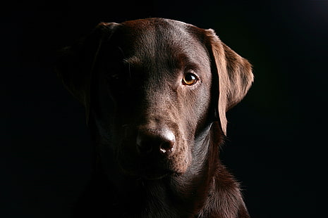 adulto chocolate Labrador retriever, cão, focinho, sombra, orelhas, HD papel de parede HD wallpaper