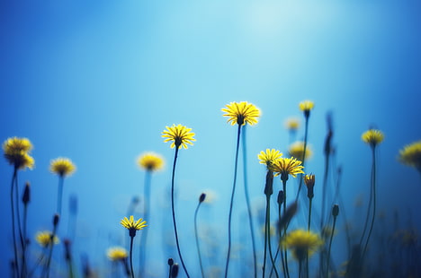 yellow flowers, dandelions, flowers, blur, background, HD wallpaper HD wallpaper