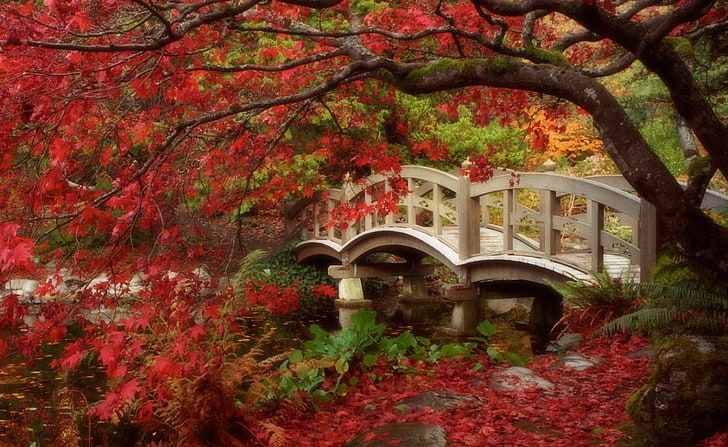 Университет Британской Колумбии, картина белого деревянного моста, Природа, Пейзаж, Колумбия, Британия, Университет, HD обои