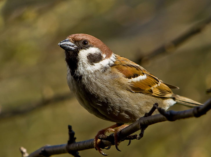 animal, bird, birds, branch, female, garden, male field sparrow, males, nature, sitting, songbird, sparrow, sperling, tree sparrow, HD wallpaper