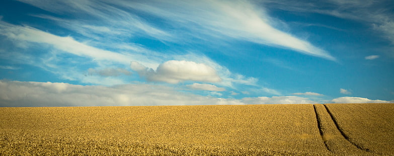 зелено тревно поле под синьо небе и бели облаци, лято, реколта, зелена трева, тревно поле, синьо небе, бели облаци, пейзаж, голям, пощенска кутия, провинция, пшеница, природа, земеделие, небе, поле, селски сцена, жълто, синьо , облак - Небе, ферма, на открито, пейзажи, облачен пейзаж, земя, HD тапет HD wallpaper