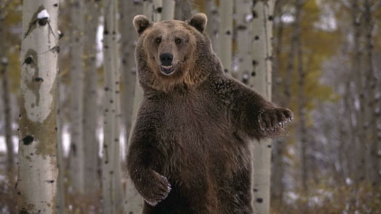 곰 그리즐리 베어 댄스 HD, 갈색 곰, 동물, 곰, 댄스, 그리즐리, HD 배경 화면 HD wallpaper