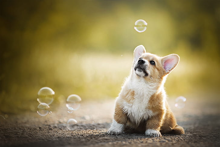 baby, bubbles, puppy, bokeh, doggie, Welsh Corgi, HD wallpaper