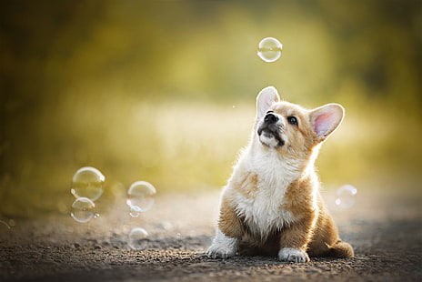 bambino, bolle, cucciolo, bokeh, cagnolino, gallese Corgi, Sfondo HD HD wallpaper