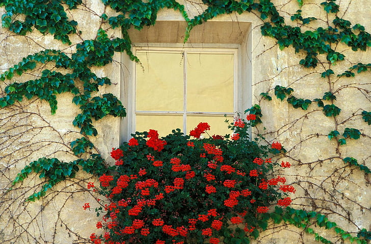Hecho por el hombre, Ventana, Flor, Verde, Hiedra, Flor roja, Vid, Fondo de  pantalla HD | Wallpaperbetter