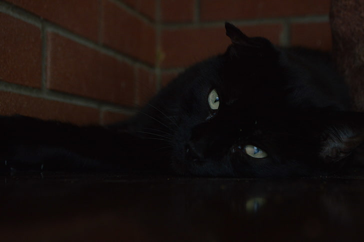 kucing, kucing hitam, Wallpaper HD