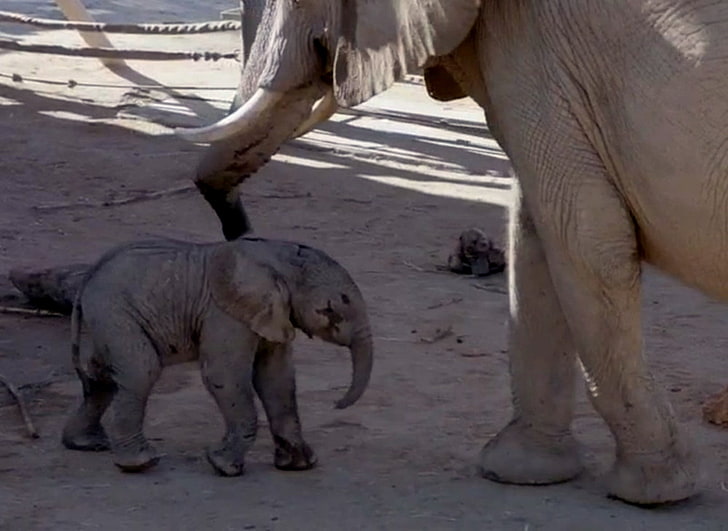 New Born Baby Elephant, Baby, New, Born, Elephant, HD wallpaper