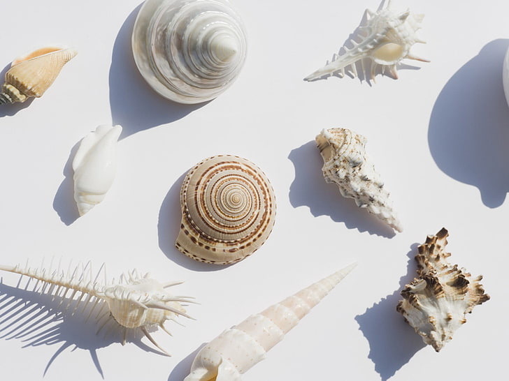 white and brown floral decor, seashell, HD wallpaper