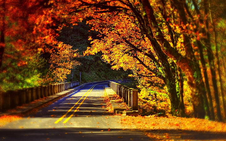 клен, клен возле дороги, дорога, осень, мост, деревья, HD обои