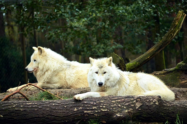 animales, naturaleza, lobo, Fondo de pantalla HD