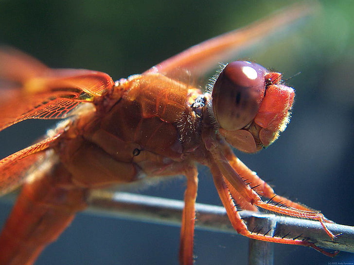 Libélula, marrón, primer plano, libélulas, insectos, macro, naranja, fotografía, Fondo de pantalla HD