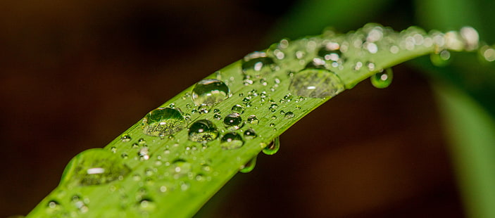 water drops on leaf photography, Macro, water, drops, leaf, photography, rain, spheres, drop, nature, green Color, freshness, wet, dew, close-up, raindrop, plant, liquid, backgrounds, environment, HD wallpaper HD wallpaper