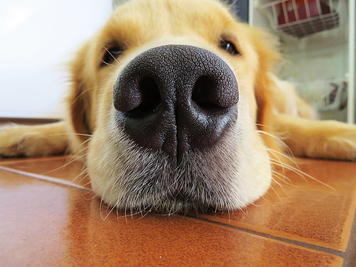 short coated brown dog, retriever, dog, nose, muzzle, HD wallpaper