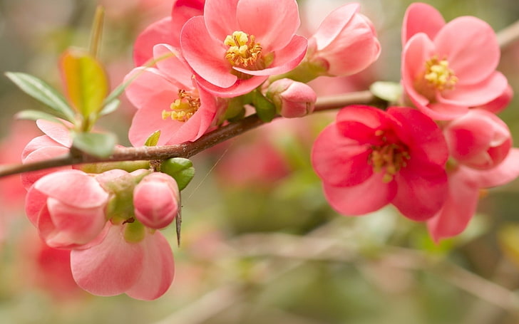 розовое гороховое цветущее растение, цветок, цвести, розовый, ветка, яркий, HD обои