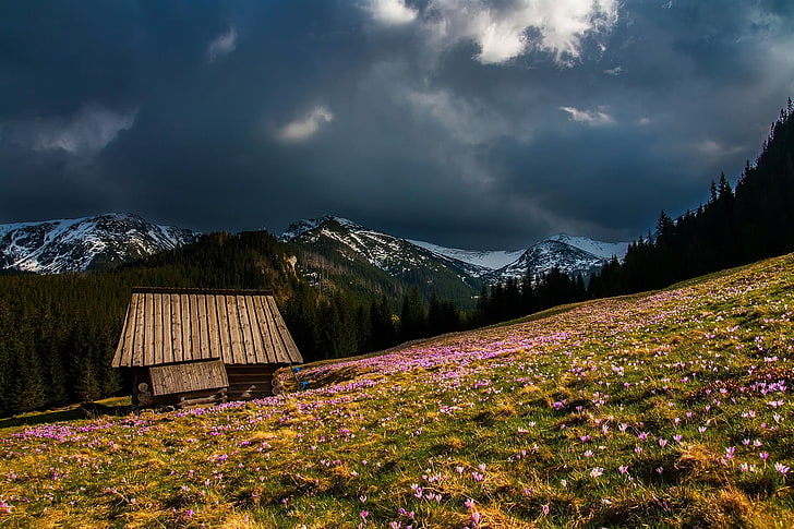 beautiful, cabin, clouds, country, dark, flowers, forest, free, hdr, home, house, landscape, log, meadow, mountains, nature, outdoors, pastoral, plants, rural, snow, spring, trees, valley, wildflowers, woods, HD wallpaper