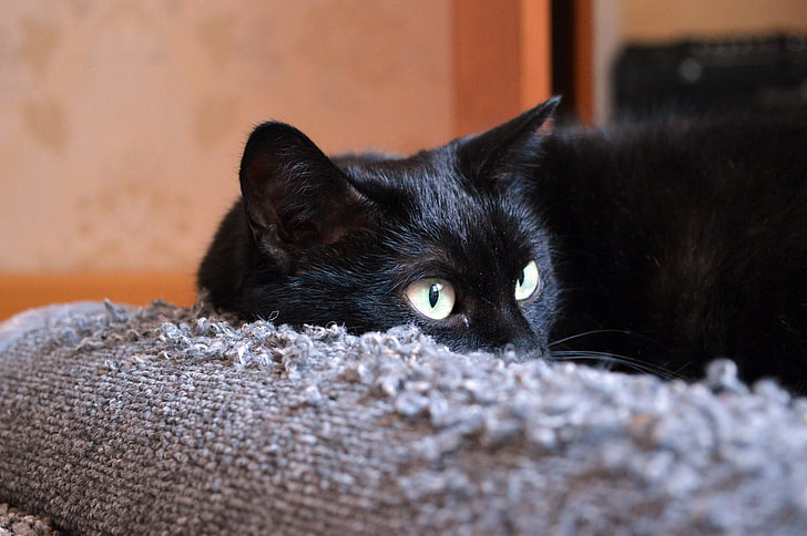short-furred black cat, cat, black, face, lies, HD wallpaper