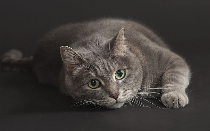 Graue Katze, grüne Augen, schwarzer Hintergrund, Grau, Katze, Grün, Augen, Schwarz, Hintergrund, HD-Hintergrundbild