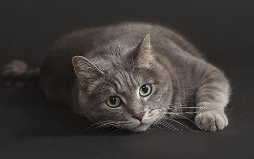 灰色の猫、緑の目、黒の背景、灰色、猫、緑、目、黒、背景、 HDデスクトップの壁紙 HD wallpaper