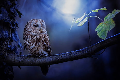 owl best  for desktop background, HD wallpaper HD wallpaper