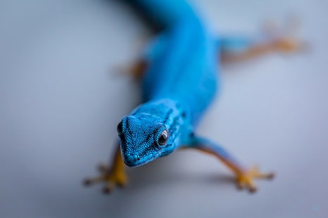 Reptilien, Gecko, Tiere, HD-Hintergrundbild HD wallpaper
