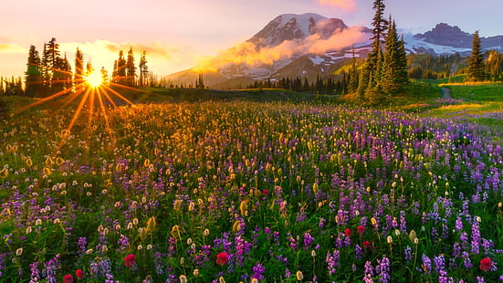 غروب الشمس ، أشعة الشمس الأخيرة ، الشمس ، الربيع ، المرج ، الزهور البرية ، الأصفر ، الأحمر ، والأرجواني ، المناظر الطبيعية للجبال الثلجية ، خلفيات عالية الدقة 1920 × 1080، خلفية HD HD wallpaper
