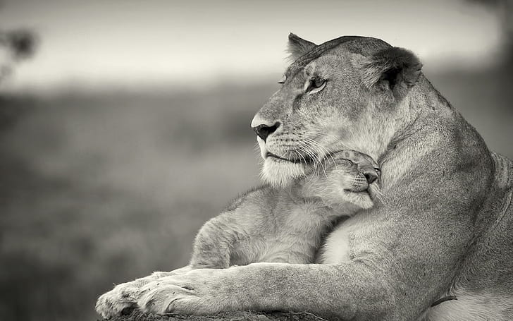 Lion Cub Mom, animals, felines, savana, lion, HD wallpaper