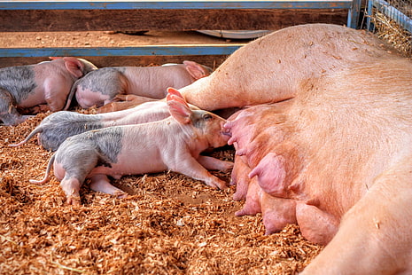 تربية الحيوانات ، الزراعة ، التمريض ، الخنزير الصغير ، الخنازير ، الخنازير ، الرضاعة، خلفية HD HD wallpaper