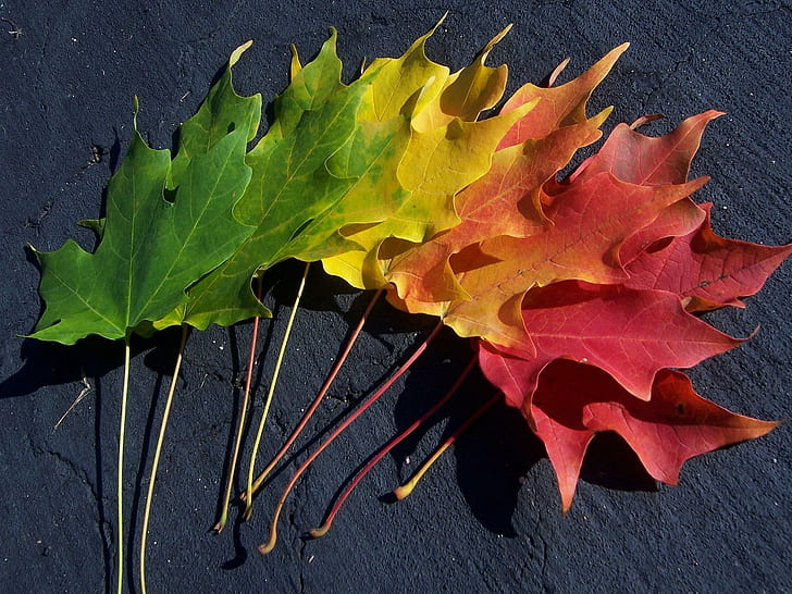 Espectro de outono, estações, outono, natureza, folhas, cores, arco-íris, espectro, fotografia, outono, 3d e abstrato, HD papel de parede