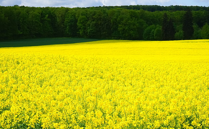 Rapeseed Blossoms, Seasons, Spring, Nature, Landscape, Summer, Yellow, Flowers, Plant, Blossoms, Blossom, Agriculture, crops, oilseedrape, fieldofrapeseeds, fieldofflowers, oilseedrapeplants, brassicanapus, brassicaceae, bl, HD wallpaper