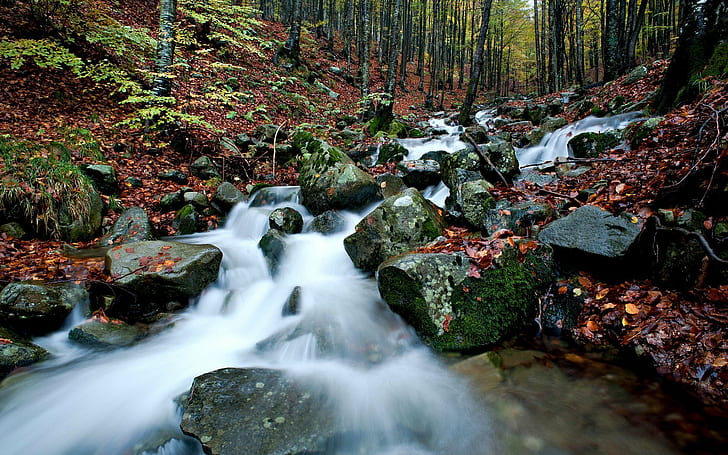Планински поток през есента Сиви скали със зелен мъх, земя, покрита с паднали червени листа, дървета, гора Hd Wallpaper 1920 × 1200, HD тапет