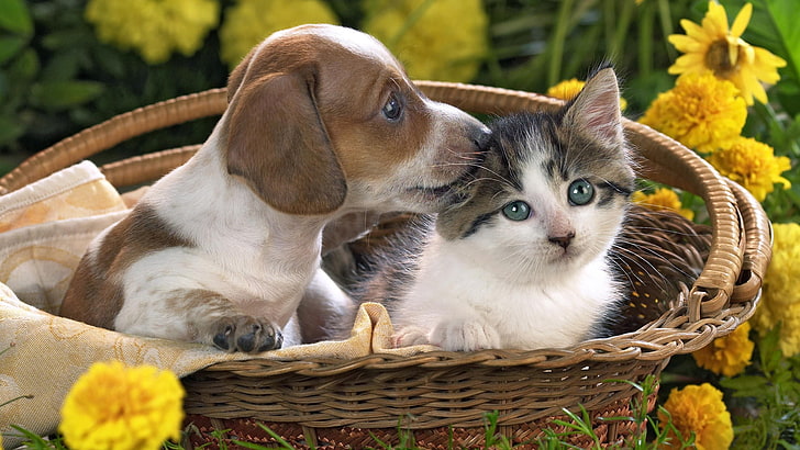 white and brown dachshund puppy, puppy, kitten, basket, flowers, friendship, HD wallpaper