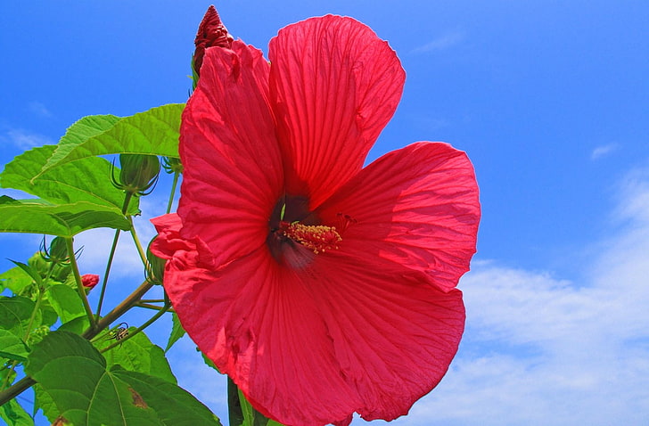 red hibiscus flower, hibiscus, red, bright, sky, clouds, sun, HD wallpaper