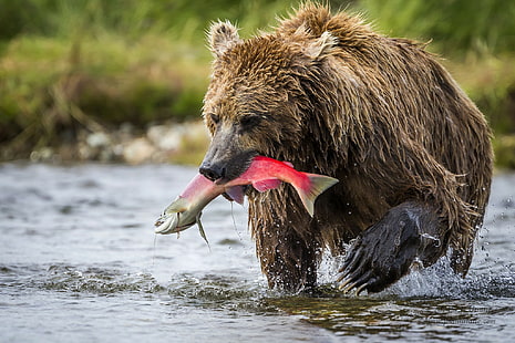 Orso bruno in Alaska, oso, mamiferos, Alaska, orso bruno, katmai, Sfondo HD HD wallpaper