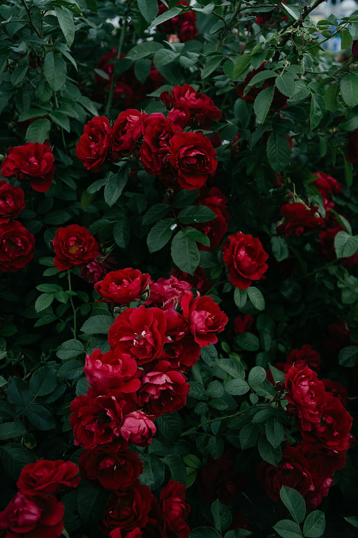 rose, cespuglio, giardino, gemma, rosso, fioritura, foglie, Sfondo HD, sfondo telefono