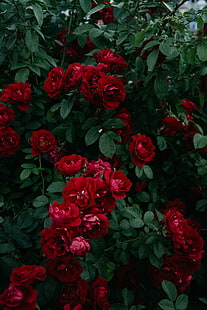 roses, buisson, jardin, bourgeon, rouge, fleur, feuilles, Fond d'écran HD HD wallpaper