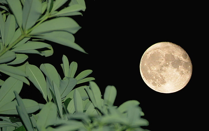Schöner Mond in der Nacht, Vollmond, Natur, Landschaft, schöne Natur Hintergrundbilder, erstaunliche Natur Hintergrundbilder, HD Natur Hintergrundbilder, HD-Hintergrundbild